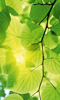 Dimex Green Leaves Fotobehang 150x250cm 2 banen | Yourdecoration.be