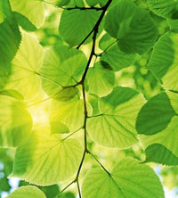 Dimex Green Leaves Fotobehang 225x250cm 3 banen | Yourdecoration.be