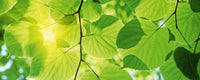 Dimex Green Leaves Fotobehang 375x150cm 5 banen | Yourdecoration.be