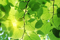 Dimex Green Leaves Fotobehang 375x250cm 5 banen | Yourdecoration.be