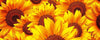 Dimex Helianthus Fotobehang 375x150cm 5 banen | Yourdecoration.be
