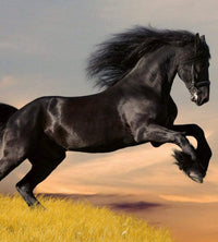 Dimex Horse Fotobehang 225x250cm 3 banen | Yourdecoration.be