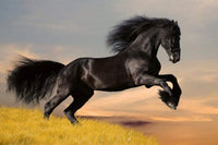 Dimex Horse Fotobehang 375x250cm 5 banen | Yourdecoration.be