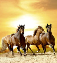 Dimex Horses in Sunset Fotobehang 225x250cm 3 banen | Yourdecoration.be
