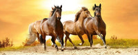 Dimex Horses in Sunset Fotobehang 375x150cm 5 banen | Yourdecoration.be