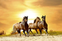 Dimex Horses in Sunset Fotobehang 375x250cm 5 banen | Yourdecoration.be