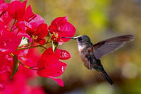 Dimex Hummingbird Fotobehang 375x250cm 5 banen | Yourdecoration.be