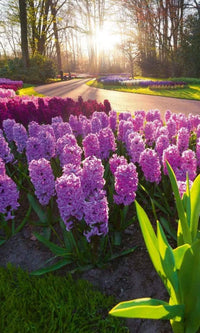 Dimex Hyacint Flowers Fotobehang 150x250cm 2 banen | Yourdecoration.be