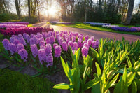 Dimex Hyacint Flowers Fotobehang 375x250cm 5 banen | Yourdecoration.be