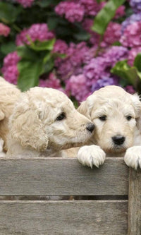 Dimex Labrador Puppies Fotobehang 150x250cm 2 banen | Yourdecoration.be