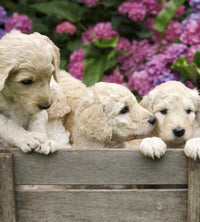 Dimex Labrador Puppies Fotobehang 225x250cm 3 banen | Yourdecoration.be