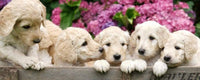 Dimex Labrador Puppies Fotobehang 375x150cm 5 banen | Yourdecoration.be
