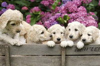 Dimex Labrador Puppies Fotobehang 375x250cm 5 banen | Yourdecoration.be
