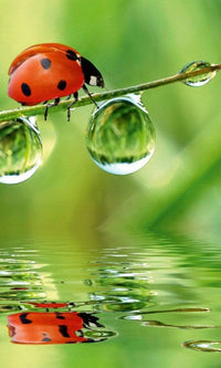 Dimex Ladybird Fotobehang 150x250cm 2 banen | Yourdecoration.be