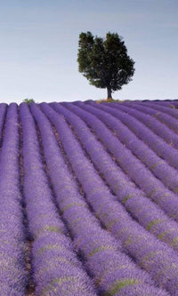 Dimex Lavender Field Fotobehang 150x250cm 2 banen | Yourdecoration.be