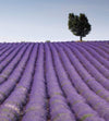 Dimex Lavender Field Fotobehang 225x250cm 3 banen | Yourdecoration.be