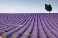 Dimex Lavender Field Fotobehang 375x250cm 5 banen | Yourdecoration.be