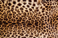 Dimex Leopard Skin Fotobehang 375x250cm 5 banen | Yourdecoration.be