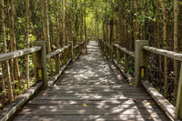 Dimex Mangrove Forest Fotobehang 375x250cm 5 banen | Yourdecoration.be
