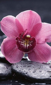 Dimex Orchid Fotobehang 150x250cm 2 banen | Yourdecoration.be