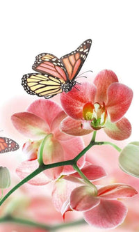 Dimex Orchids and Butterfly Fotobehang 150x250cm 2 banen | Yourdecoration.be