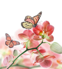 Dimex Orchids and Butterfly Fotobehang 225x250cm 3 banen | Yourdecoration.be