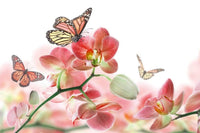 Dimex Orchids and Butterfly Fotobehang 375x250cm 5 banen | Yourdecoration.be