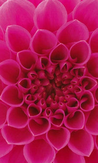 Dimex Pink Dahlia Fotobehang 150x250cm 2 banen | Yourdecoration.be