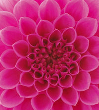 Dimex Pink Dahlia Fotobehang 225x250cm 3 banen | Yourdecoration.be
