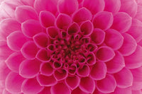 Dimex Pink Dahlia Fotobehang 375x250cm 5 banen | Yourdecoration.be