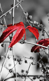 Dimex Red Leaves on Black Fotobehang 150x250cm 2 banen | Yourdecoration.be