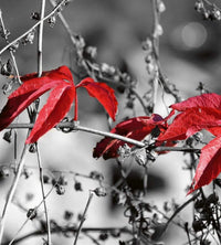 Dimex Red Leaves on Black Fotobehang 225x250cm 3 banen | Yourdecoration.be
