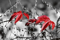 Dimex Red Leaves on Black Fotobehang 375x250cm 5 banen | Yourdecoration.be