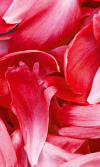 Dimex Red Petals Fotobehang 150x250cm 2 banen | Yourdecoration.be