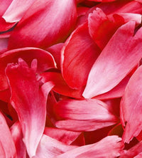 Dimex Red Petals Fotobehang 225x250cm 3 banen | Yourdecoration.be