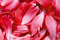 Dimex Red Petals Fotobehang 375x250cm 5 banen | Yourdecoration.be
