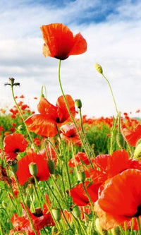 Dimex Red Poppies Fotobehang 150x250cm 2 banen | Yourdecoration.be
