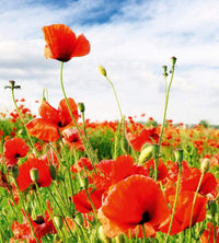 Dimex Red Poppies Fotobehang 225x250cm 3 banen | Yourdecoration.be