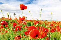 Dimex Red Poppies Fotobehang 375x250cm 5 banen | Yourdecoration.be