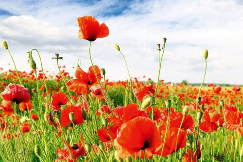 Dimex Red Poppies Fotobehang 375x250cm 5 banen | Yourdecoration.be