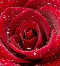 Dimex Red Rose Fotobehang 225x250cm 3 banen | Yourdecoration.be