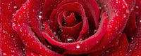 Dimex Red Rose Fotobehang 375x150cm 5 banen | Yourdecoration.be