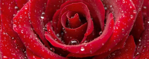 Dimex Red Rose Fotobehang 375x150cm 5 banen | Yourdecoration.be