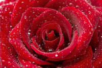 Dimex Red Rose Fotobehang 375x250cm 5 banen | Yourdecoration.be