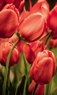 Dimex Red Tulips Fotobehang 150x250cm 2 banen | Yourdecoration.be