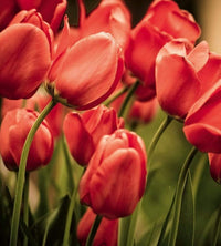 Dimex Red Tulips Fotobehang 225x250cm 3 banen | Yourdecoration.be