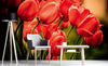 Dimex Red Tulips Fotobehang 375x250cm 5 banen Sfeer | Yourdecoration.be
