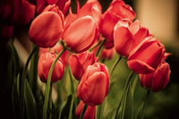 Dimex Red Tulips Fotobehang 375x250cm 5 banen | Yourdecoration.be