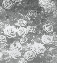 Dimex Roses Abstract II Fotobehang 225x250cm 3 banen | Yourdecoration.be
