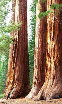 Dimex Sequoia Fotobehang 150x250cm 2 banen | Yourdecoration.be